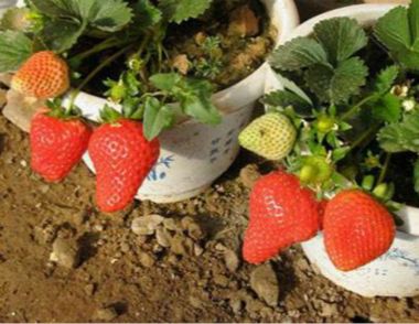 盆栽草莓的种植方法 家庭盆栽草莓的种植技巧