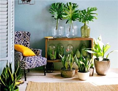 在臥室放哪些植物最好 臥室植物擺放的風水講究