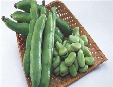 蚕豆是什么 蚕豆有哪些食用禁忌