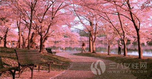 长沙植物园樱花节.jpg