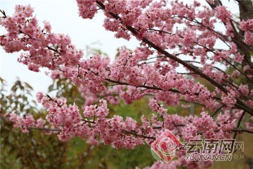长沙植物园樱花节是什么时候开始.jpg