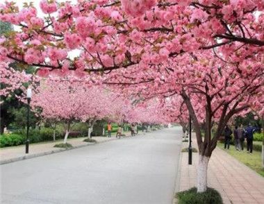 2018长沙植物园樱花节是什么时候开始 樱花节门票多少
