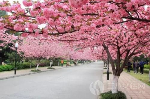 2018长沙植物园樱花节是什么时候开始
