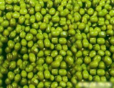 绿豆为什么会生虫 绿豆生虫了怎么处理