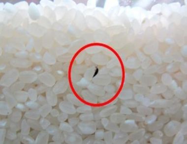 夏天大米为什么容易生虫 大米里的虫是什么