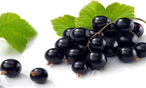 黑加仑与葡萄的区别是什么 