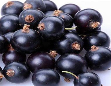 黑加侖與葡萄的區別是什麼 黑加侖吃了有什麼好處