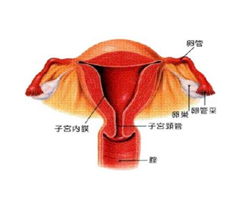 子宫内膜薄是怎样形成的