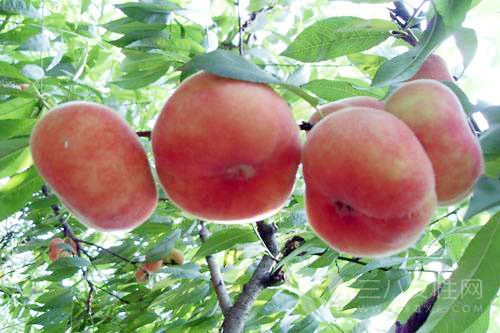 怎么才能分辨蟠桃和桃子