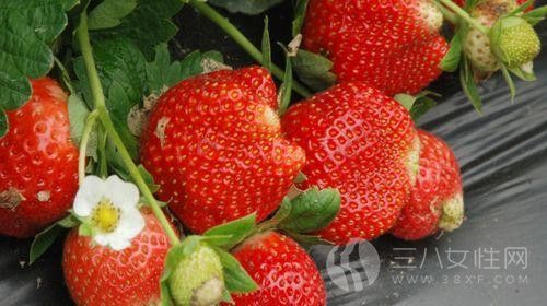 草莓有什么营养价值2.jpg