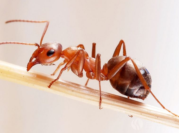 红蚂蚁.png