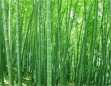 竹子有什么好处 竹子有什么风水作用
