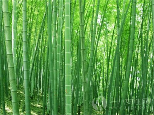 竹子有什么风水作用