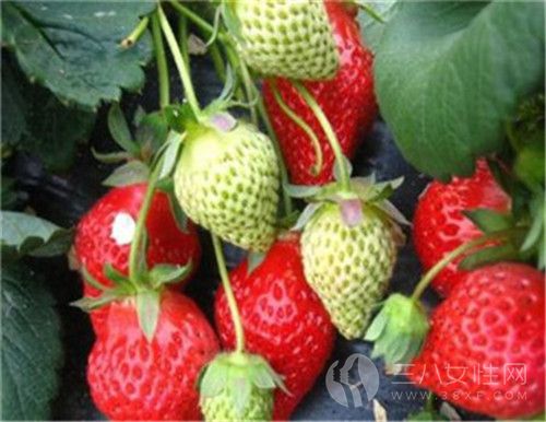 草莓变软了还能吃吗 新鲜草莓的保鲜方法有哪些1·1·.jpg