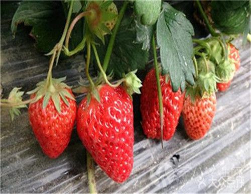 草莓变软了还能吃吗 新鲜草莓的保鲜方法有哪些····.jpg