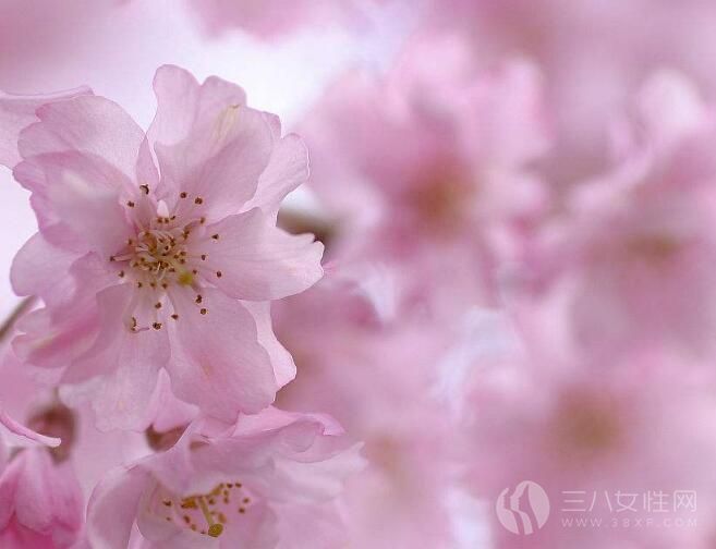 四月去日本穿什么衣服好 四月赏樱花穿什么衣服拍照好看花.jpg