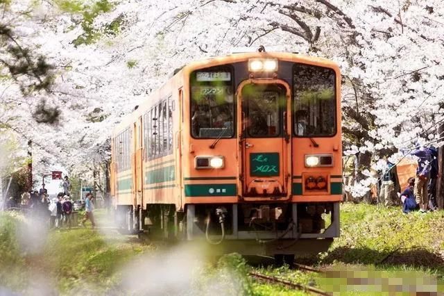 日本樱花什么时候开 3月到4月日本哪些地方的樱花好看