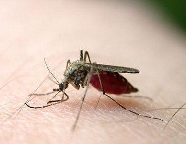 被蚊子咬了有哪些東西可以止癢 夏季如何防止蚊蟲叮咬