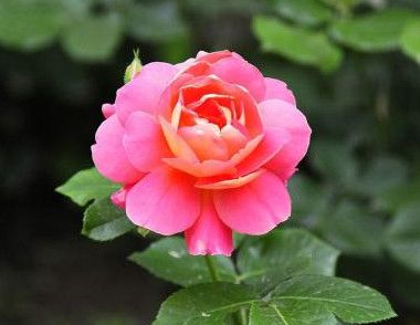 月季花能不能吃 月季花怎么吃