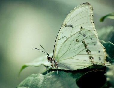 夢見蝴蝶飛舞是什麼意思 夢見自己變成蝴蝶代表什麼