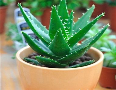 芦荟的种植方法 养芦荟的注意事项