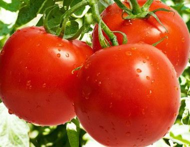 西红柿可以生吃吗 西红柿怎么做好吃