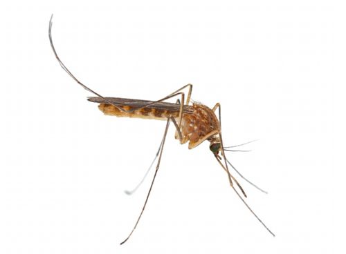 夏季怎样预防蚊子叮咬