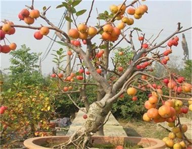 果樹盆栽跟果樹盆景的區別是什麼 哪些果樹盆景適合種在陽台