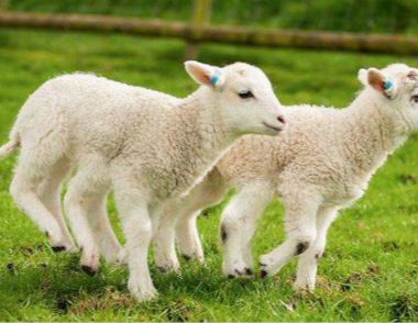 梦见羊是什么意思 梦见大羊生小羊代表什么