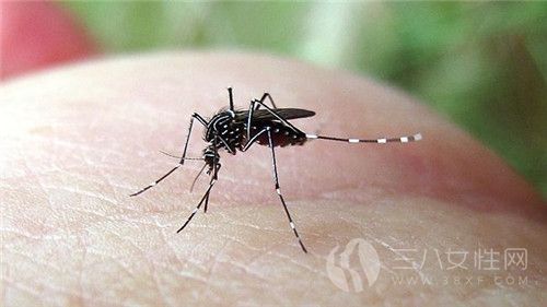 蚊子为什么喜欢在耳边飞