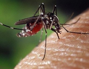 蚊子为什么喜欢在耳边飞 夏季怎样驱蚊