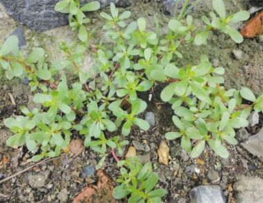 夏天吃什么野菜好 夏季野菜有什么功效