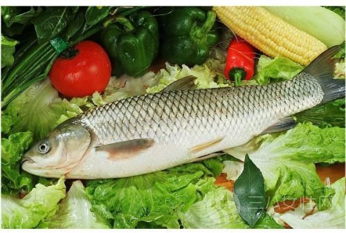草鱼和哪些食物一起吃最营养