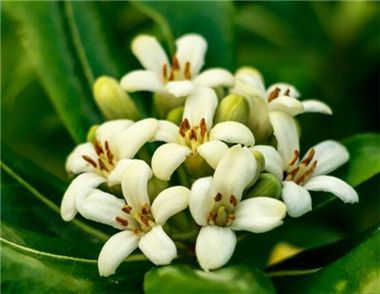 成都七里香开成瀑布 七里香怎么养长得快