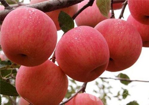 蘋果可以治療腹瀉嗎