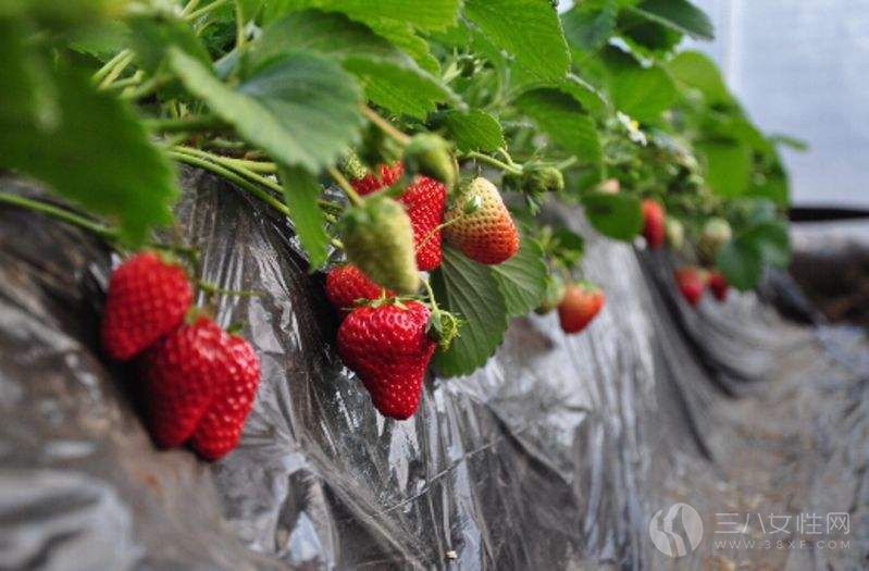 树草莓.jpg