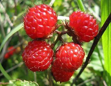 野草莓能吃吗 野草莓有哪些种类