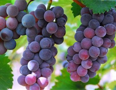 葡萄不能和哪些食物一起吃 怎样洗葡萄才干净健康