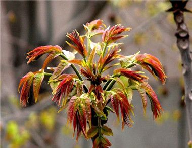 什么是香椿蔬菜 香椿炒虾仁怎么做