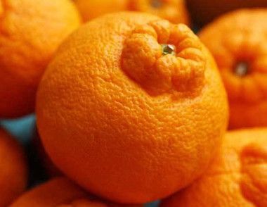 怎么挑选丑橘 丑橘怎么保存