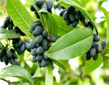 桂花果可以生吃吗 桂花果的功效与作用有哪些