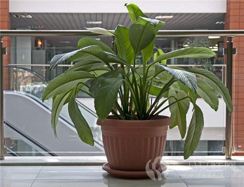办公室摆放植物有哪些风水禁忌