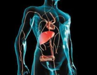 怎么保养肝脏 肝脏需要哪些营养