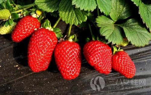 草莓中含有哪些营养物质