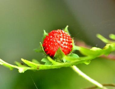 蛇莓有毒吗 蛇莓能不能吃