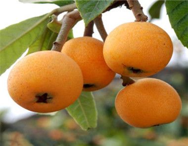 孕妇可以吃枇杷吗 孕妇吃枇杷的好处