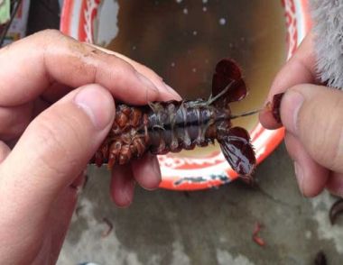 小龍蝦怎麼去蝦線 怎麼健康吃蝦