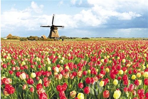 荷兰有哪些盛大的活动