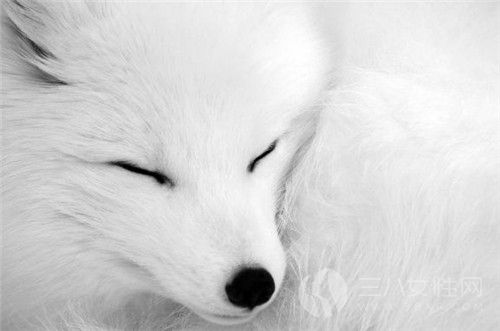 梦见狐狸是一种什么心理状态.jpg