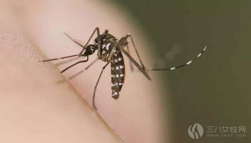 蚊子.jpg